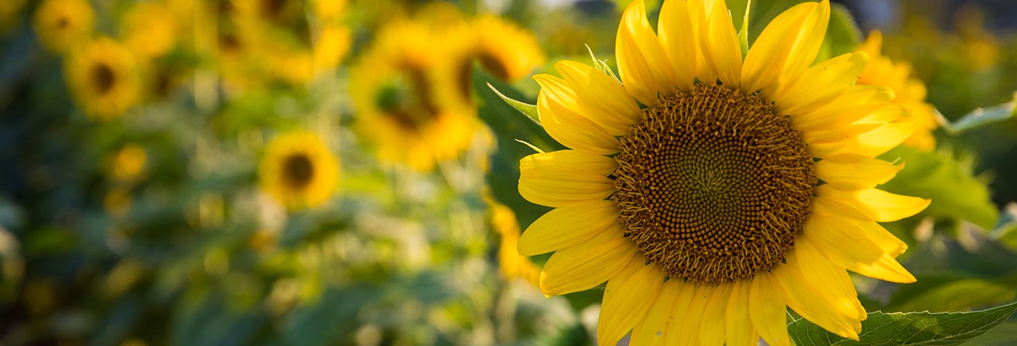 Closeup of sunflowers