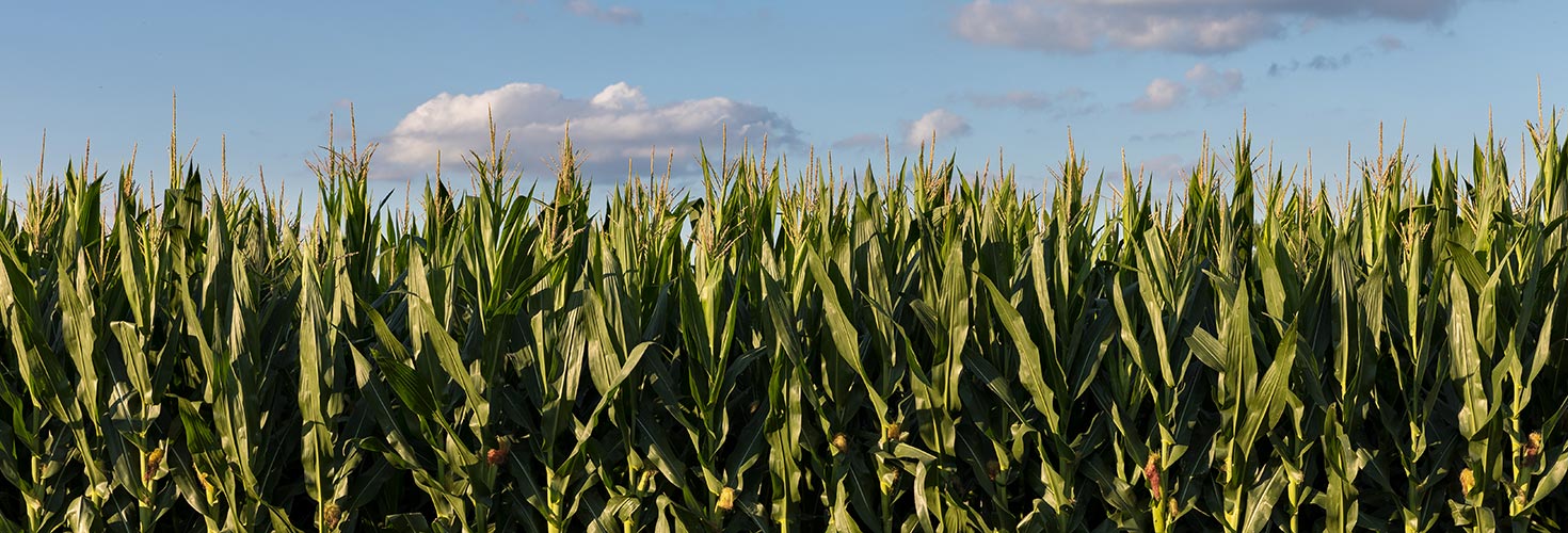 Corn fields