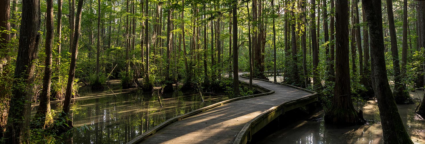 Walking path in the woods