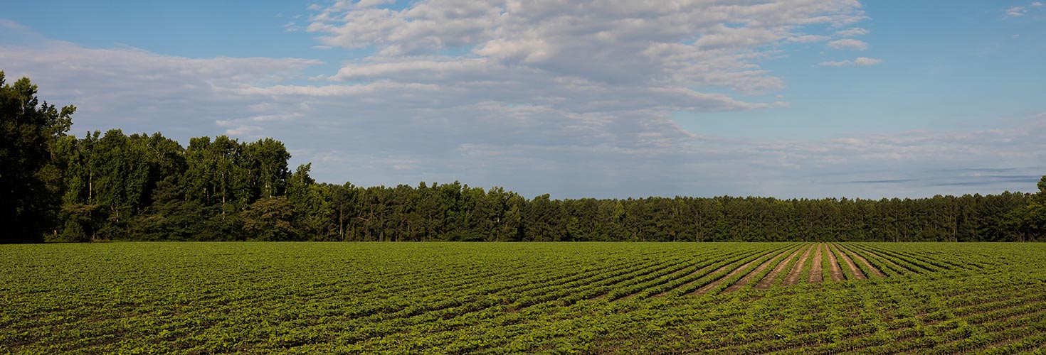 Agricultural field