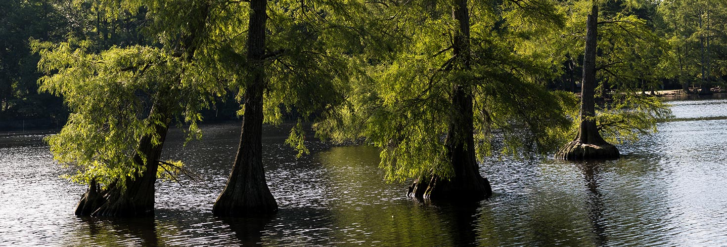 Lake setting with trees